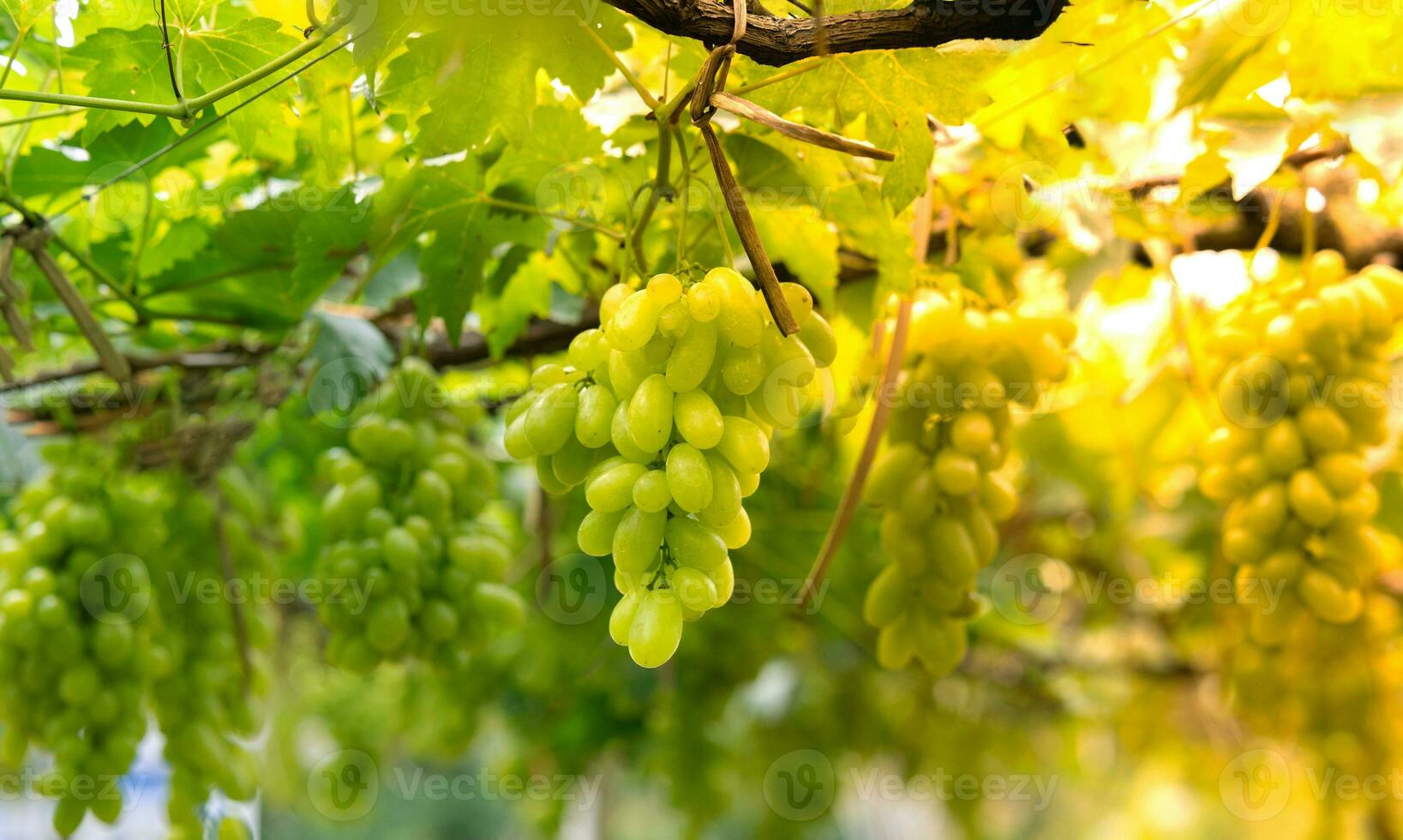 Green grapes in the vineyard, Green grapes on the vine in garden of asian planter. photo