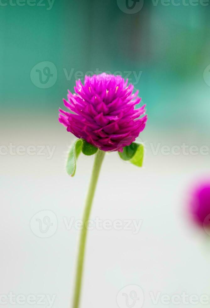 Globe Amaranth,Bachelor Button, close up purple violet flower photo
