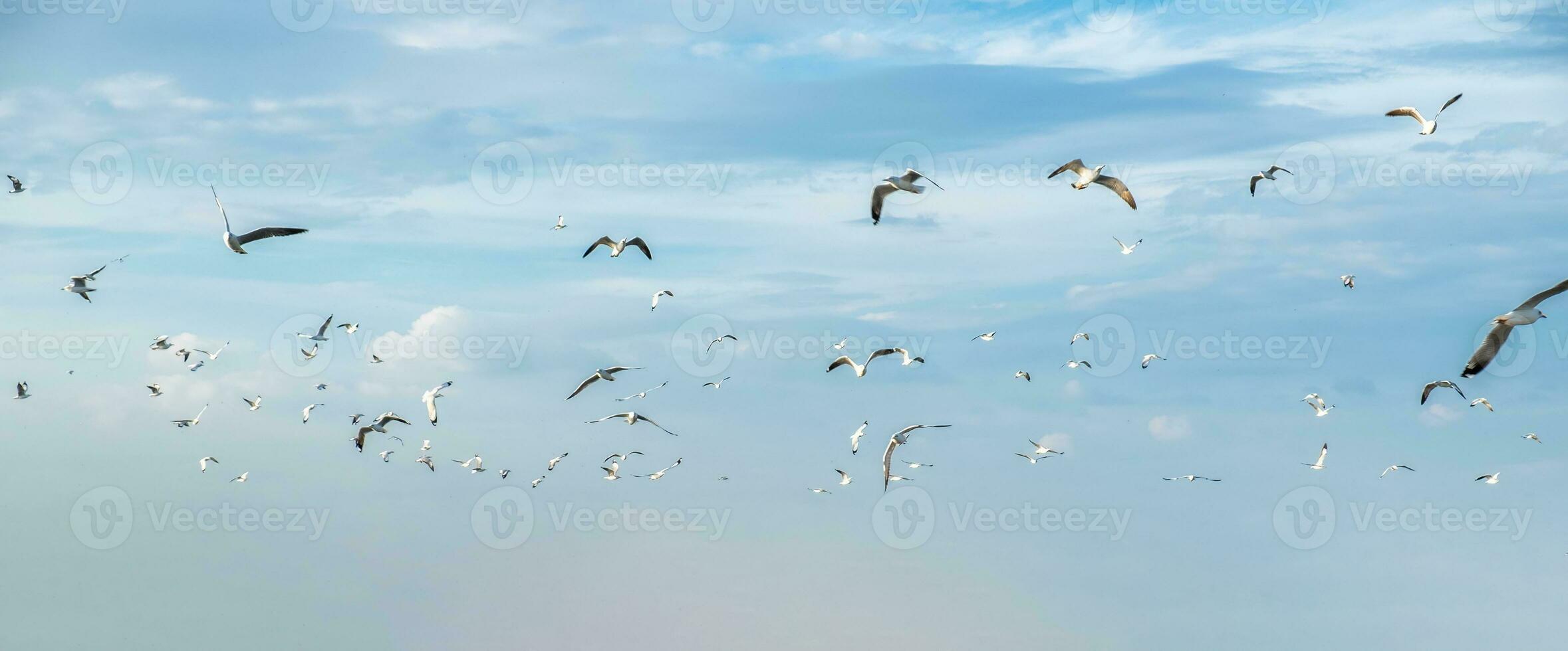 Flock of seagulls bird flying migrate in the blue sky photo