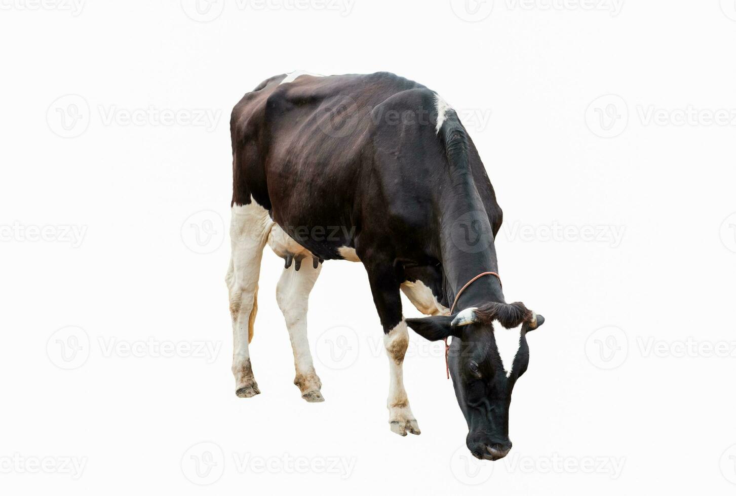 Cow white black bent eat on field in farm photo