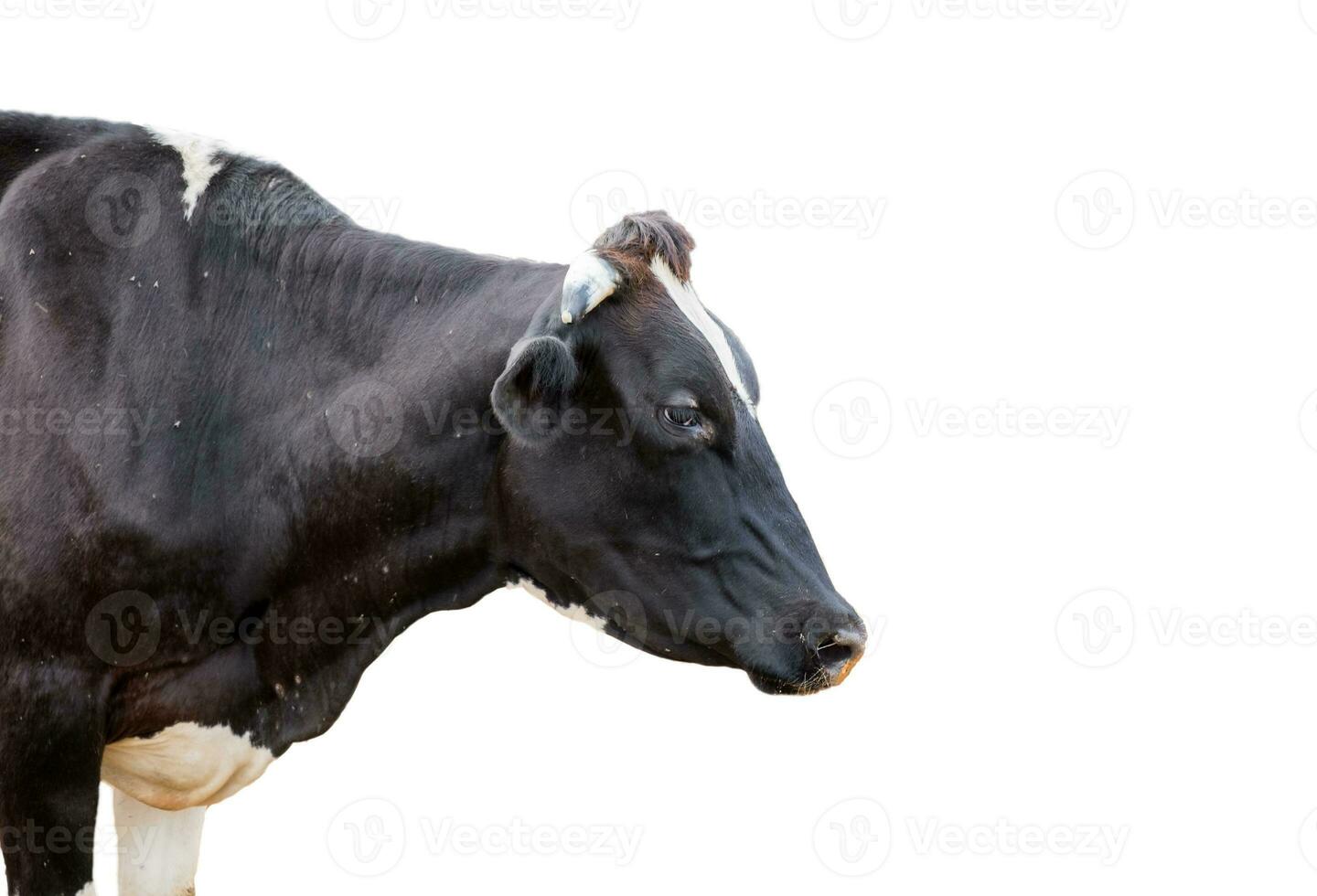 Head cow beside in farm photo