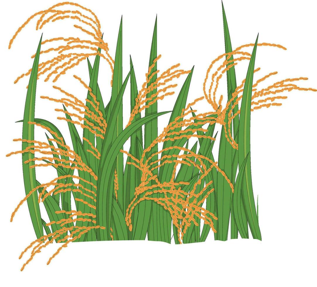 Vector illustration showing rice plants in a field