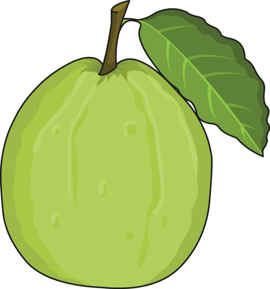 Guava isolated vector on white background