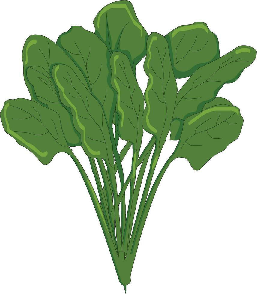 Spinach isolated on white background vector