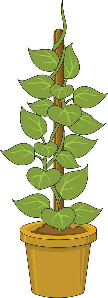 Money plant isolated vector on white background