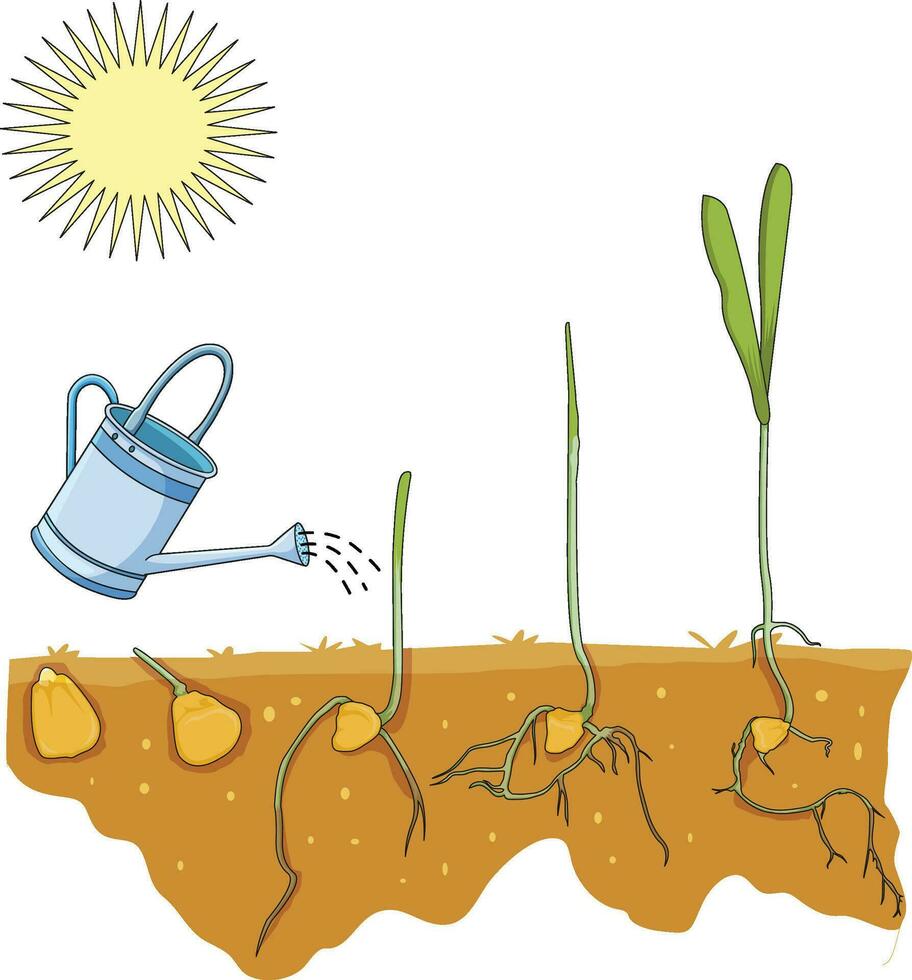Germination of seed isolated on white background vector