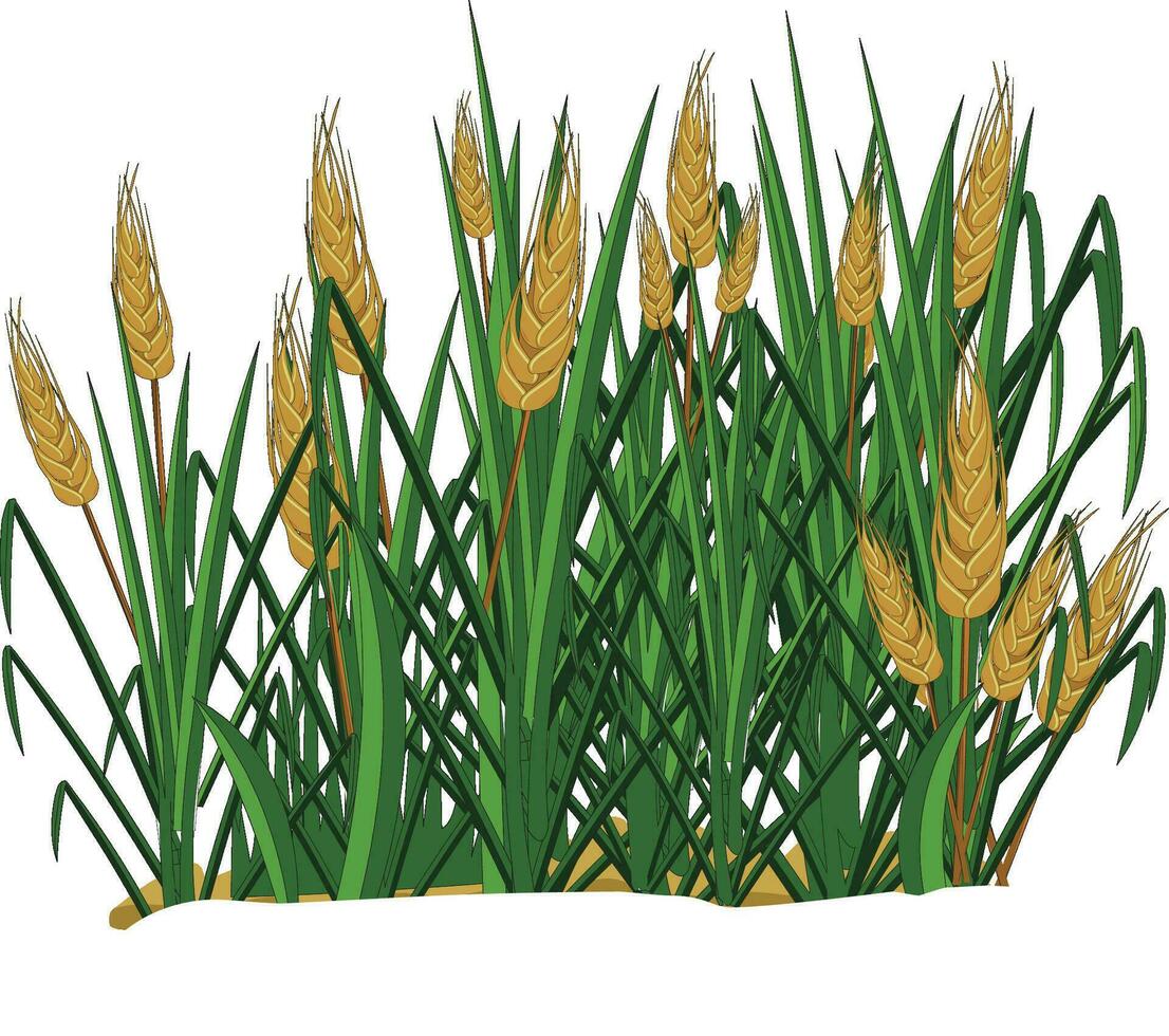Vector illustration showing wheat plants in a field