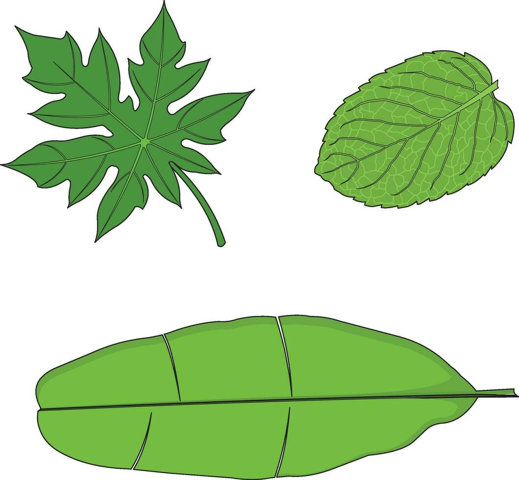 Different types of leaves vector illustration