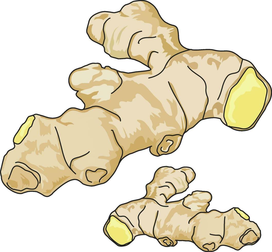 Ginger isolated vector on white background