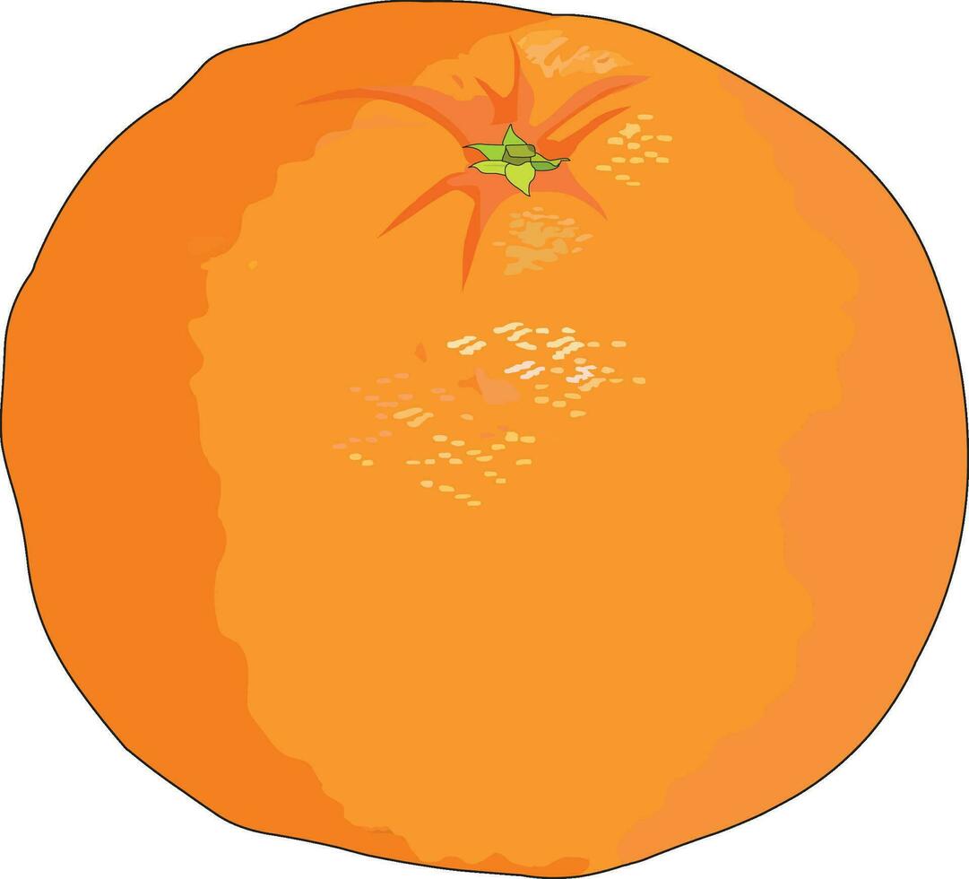 Orange isolated on white background vector