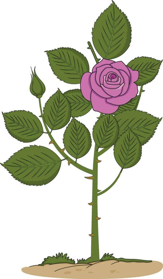 Rosa planta con espinas vector ilustración