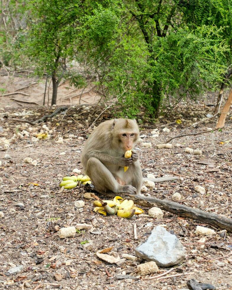 Monkey eating banana in forest photo