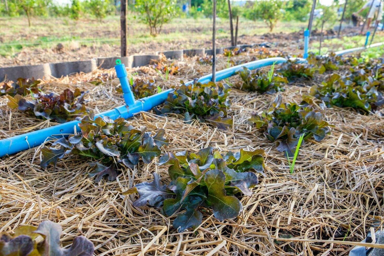 Red oak lettuce growing in garden photo