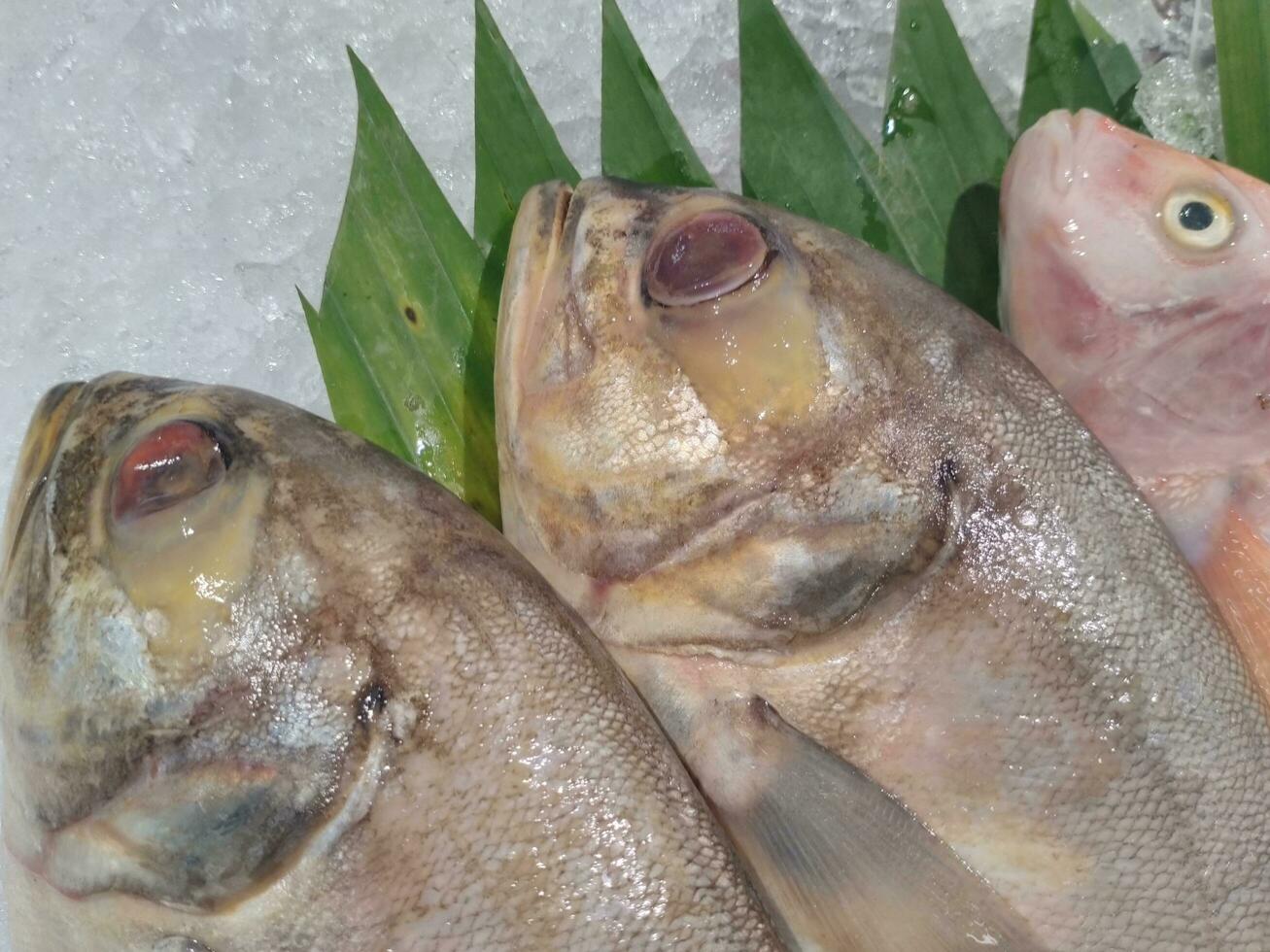 Fresh raw fish on ice at the fish market. Open view with a variety of seafood at the fish market. Fresh fish on ice is arranged on a market table photo