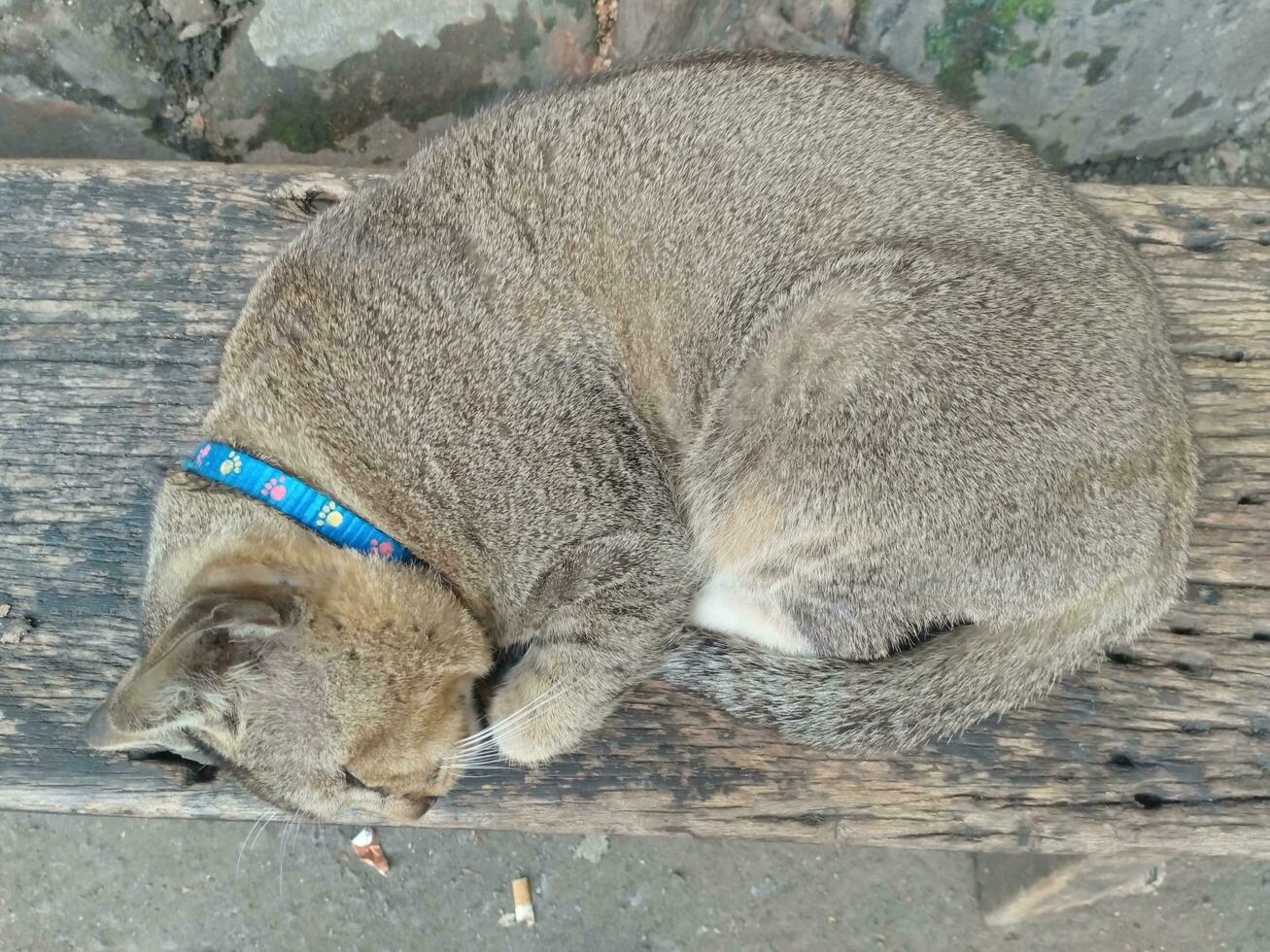 Cat sleep calm and relax on the wooden bench on the bright day light, Shorthair feline breed classic. Cute adorable fluffy fat cat enjoy napping time photo