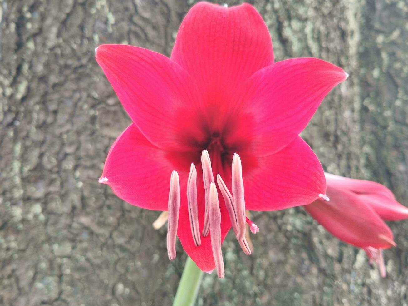 Bright red amaryllis flower with hibiscus leaves isolated on bark texture background. Amaryllis is also known as the belladonna lily, or an amarillo. photo