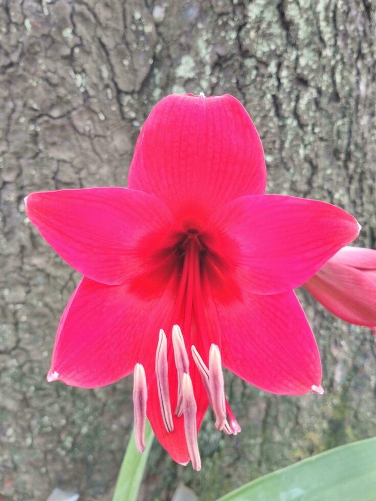 Bright red amaryllis flower with hibiscus leaves isolated on bark texture background. Amaryllis is also known as the belladonna lily, or an amarillo. photo