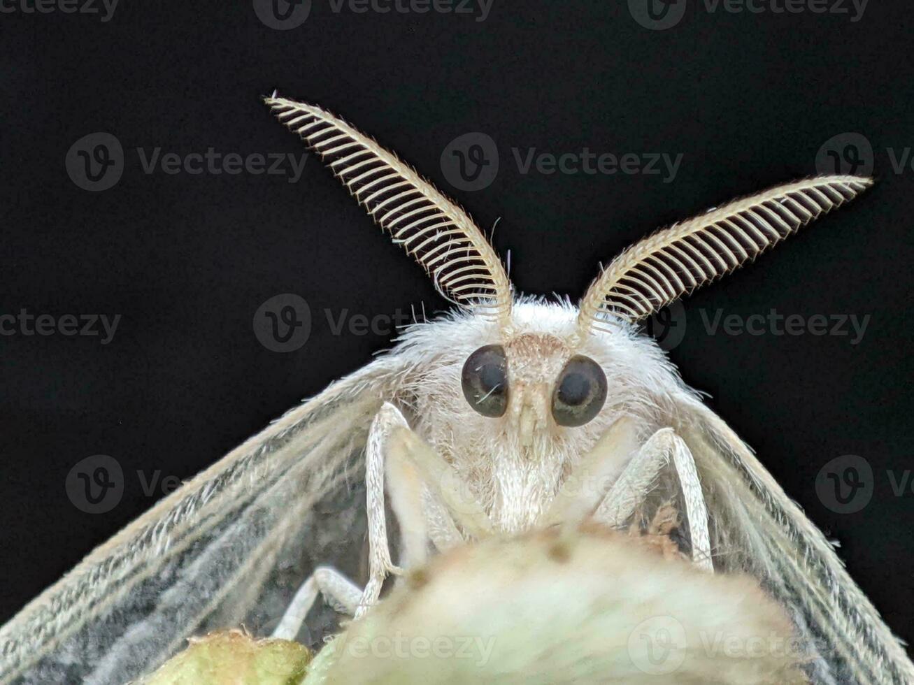 Close-up of a Butterfly's Wing in Nature photo