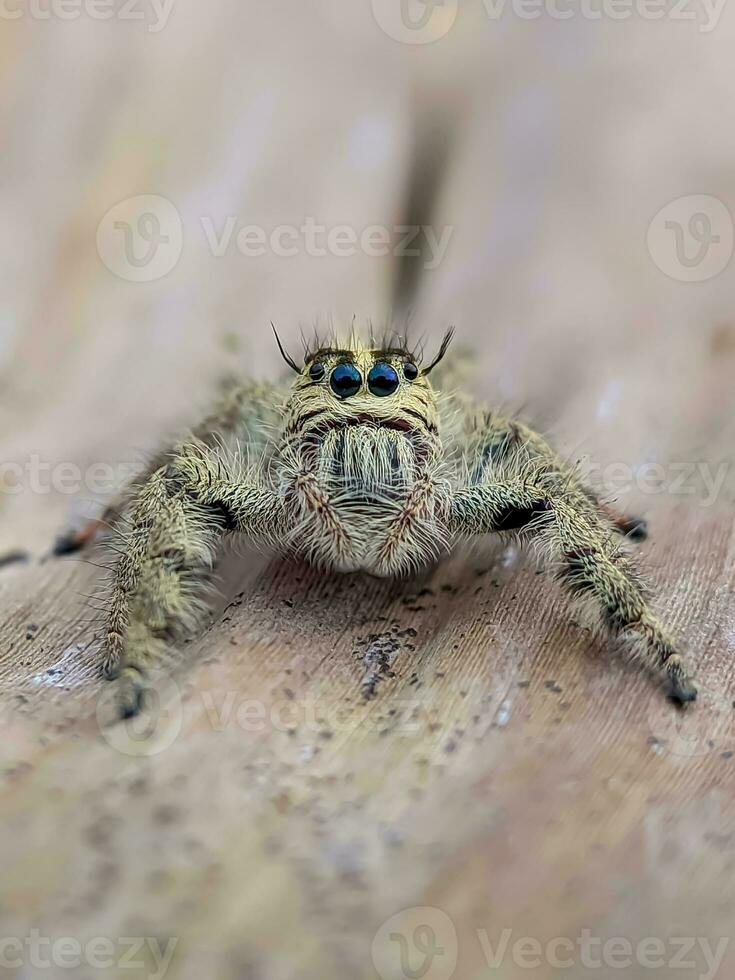 Close-up of a Wild Insect in Nature photo