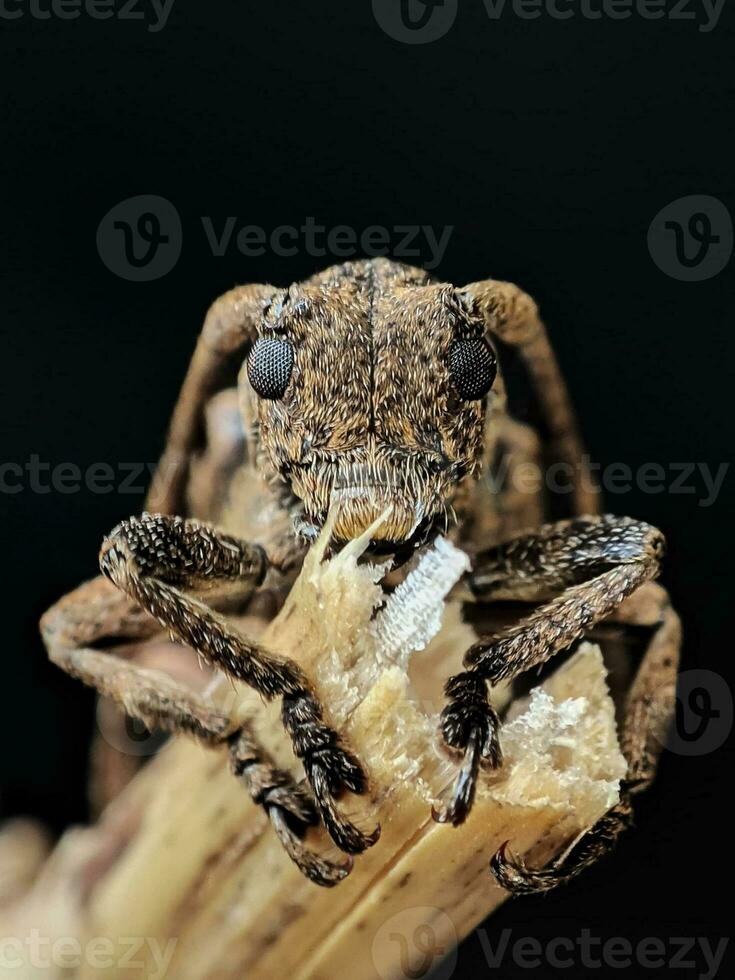 Close-up Wildlife Portrait on Black Background photo