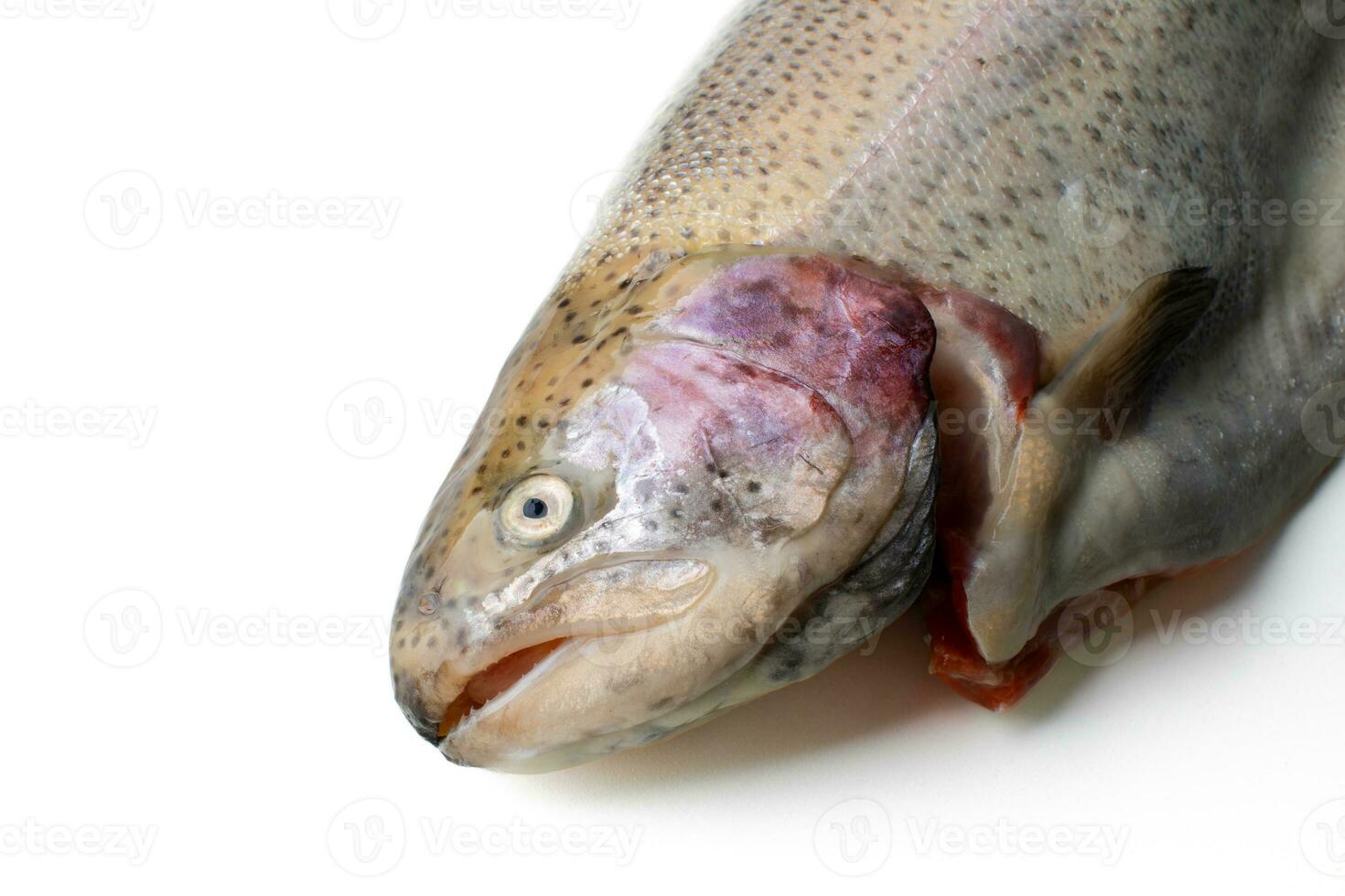 AI generated Fresh Raw Trout Close up Isolated photo