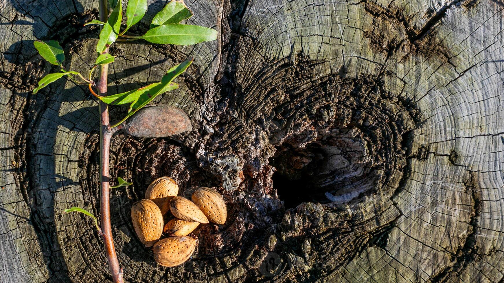 AI generated Almonds and Sapling Regeneration Symbolism photo