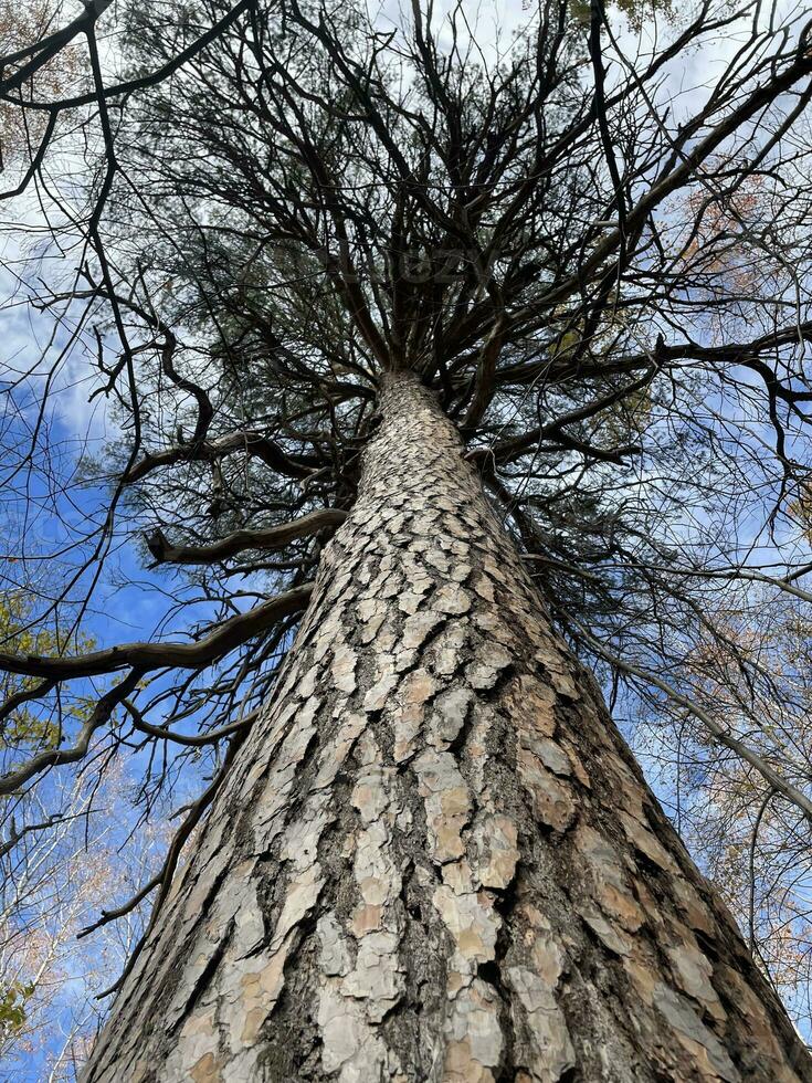 Big and tall trees In the forest with blue sky refreshing. photo