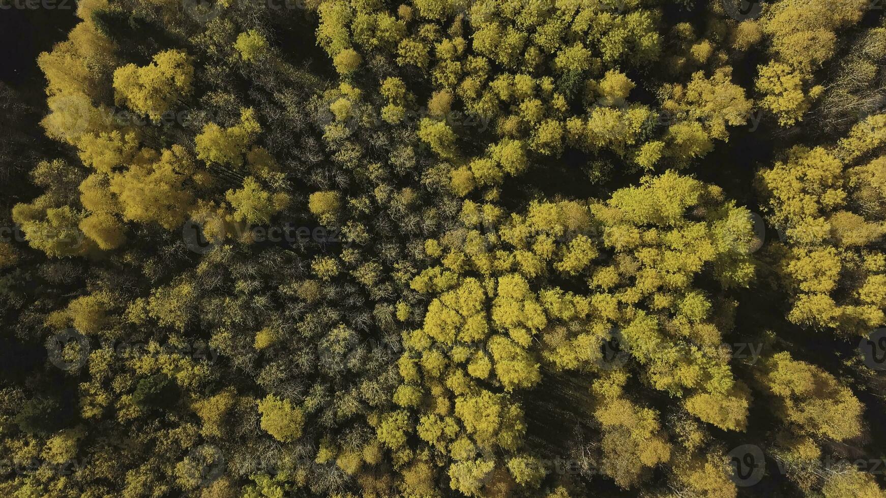 aéreo ver de bosque llanura durante un otoño día. acortar. aéreo parte superior abajo ver de increíble ciudad parque en octubre otoño colores, amarillo y naranja árbol tapas foto