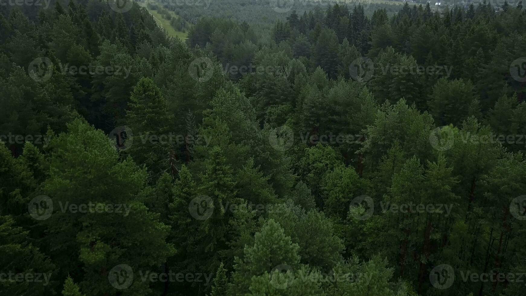 Interesting view from the drone. Beautiful green forest with tall trees on a green hill. photo