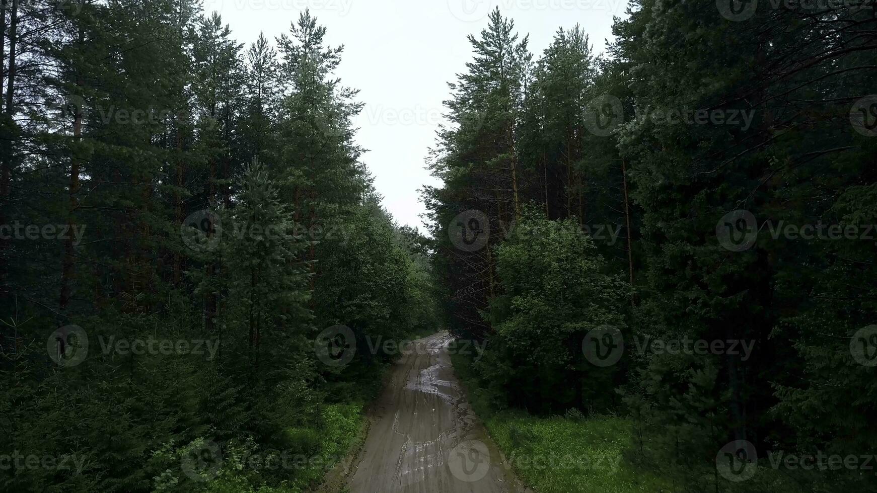 View from a helicopter . Clip. A huge green forest, with a muddy road with puddles and a bright sky overhead. photo