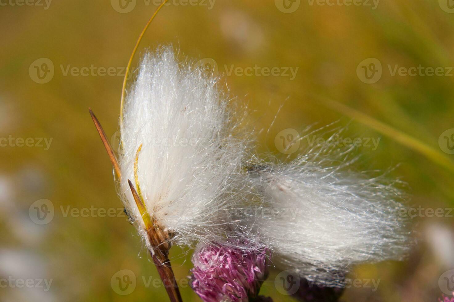 a close up of a flower with a fluffy white flower photo