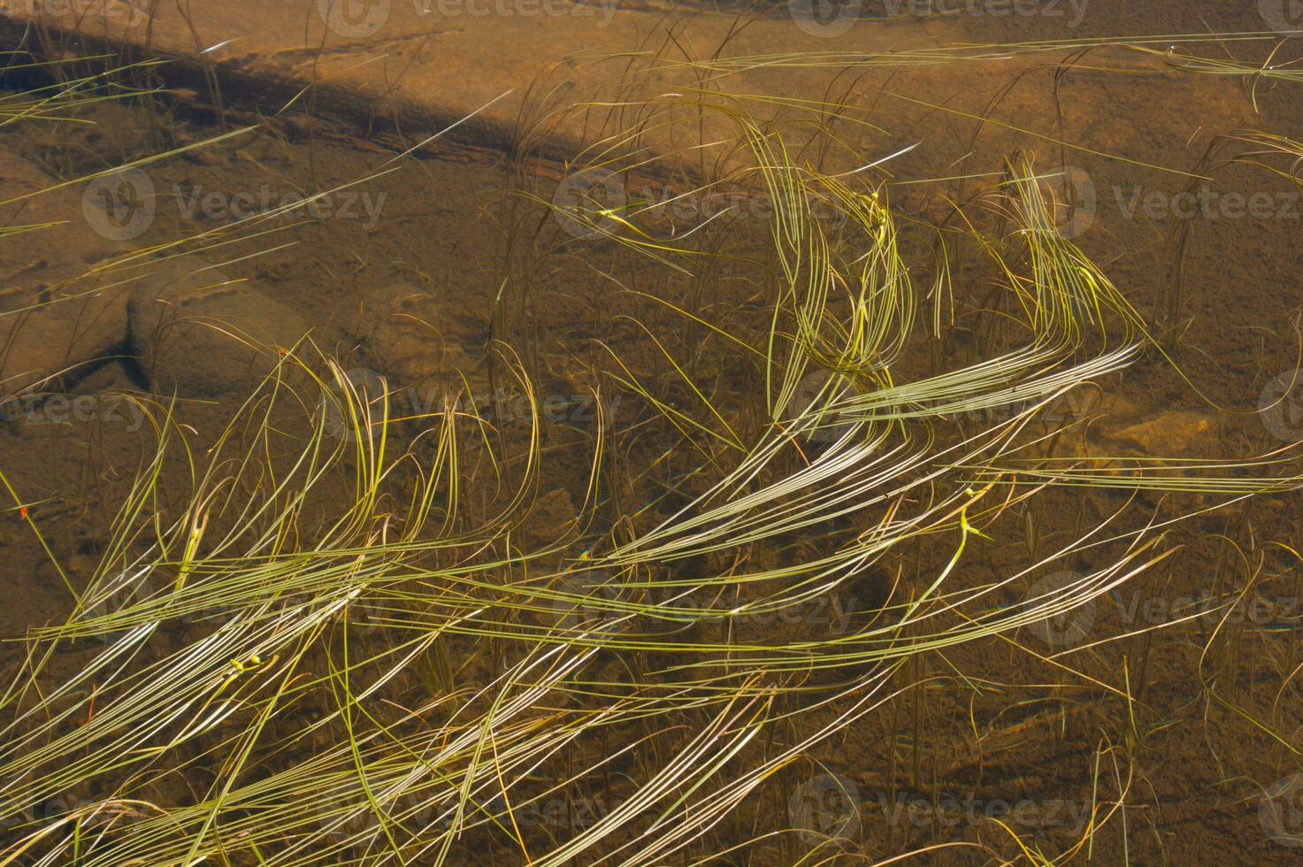 a bird is flying in the water photo