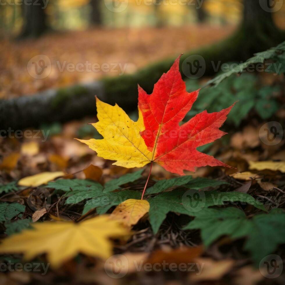 AI generated Autumn's Farewell Close-Up of a Red Maple Leaf in the Forest Generative by AI photo