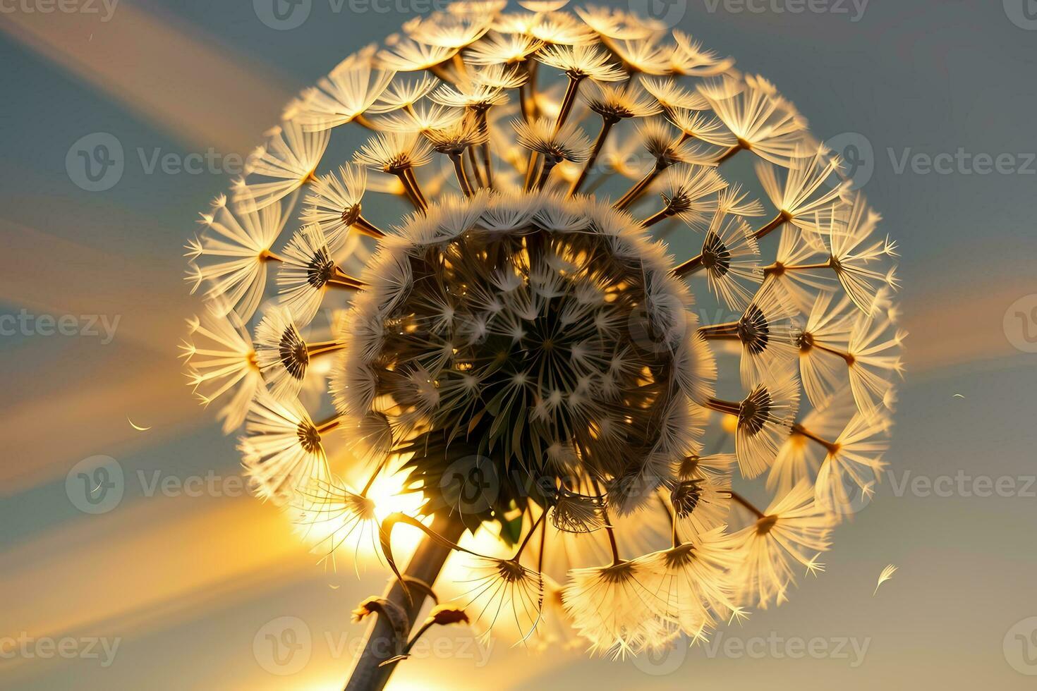 AI generated Dandelion seed head backlit by the setting sun, with a warm golden hour glow Generative by AI photo