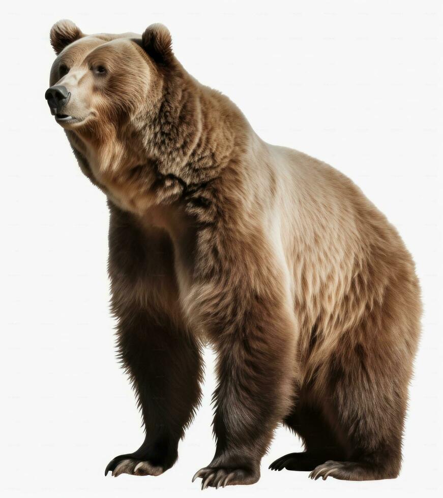 AI generated the grizzly bear standing on transparent background photo