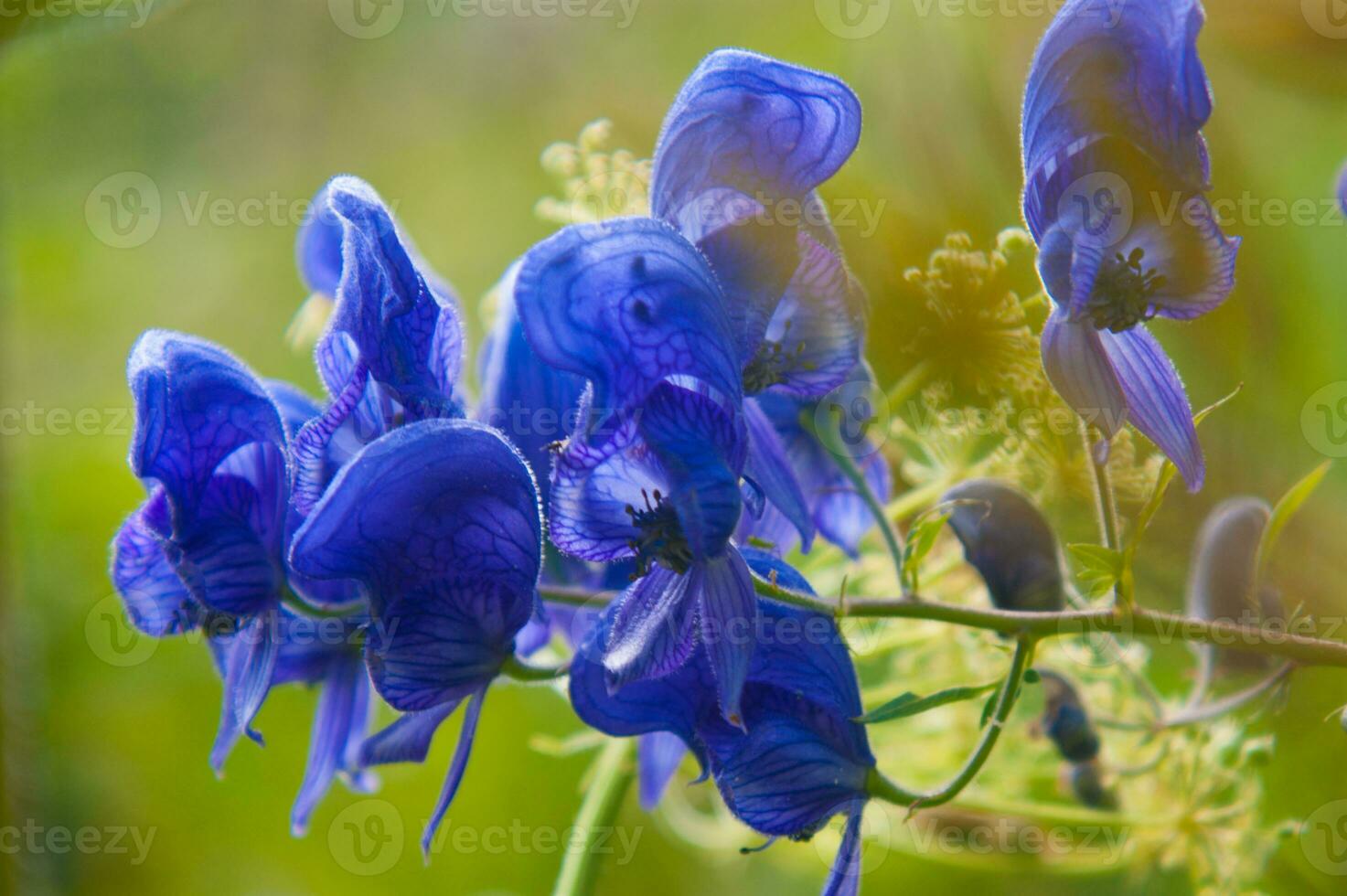 blue flowers are blooming in the sun photo