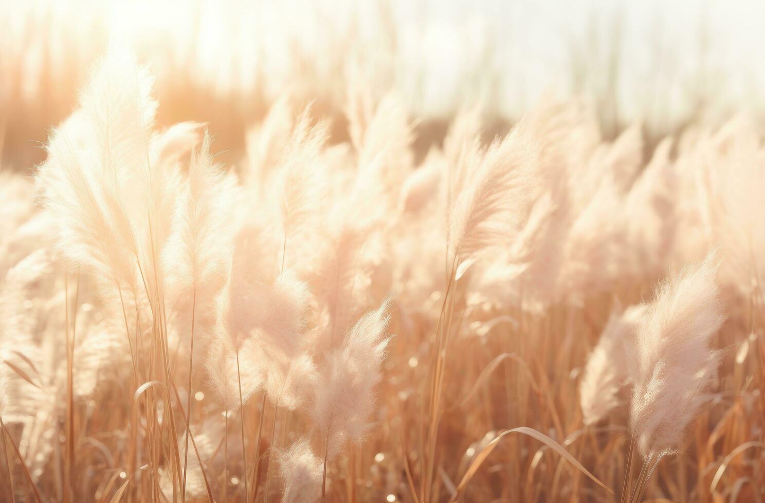 AI generated a white field of tall grass and sun silhouettes photo