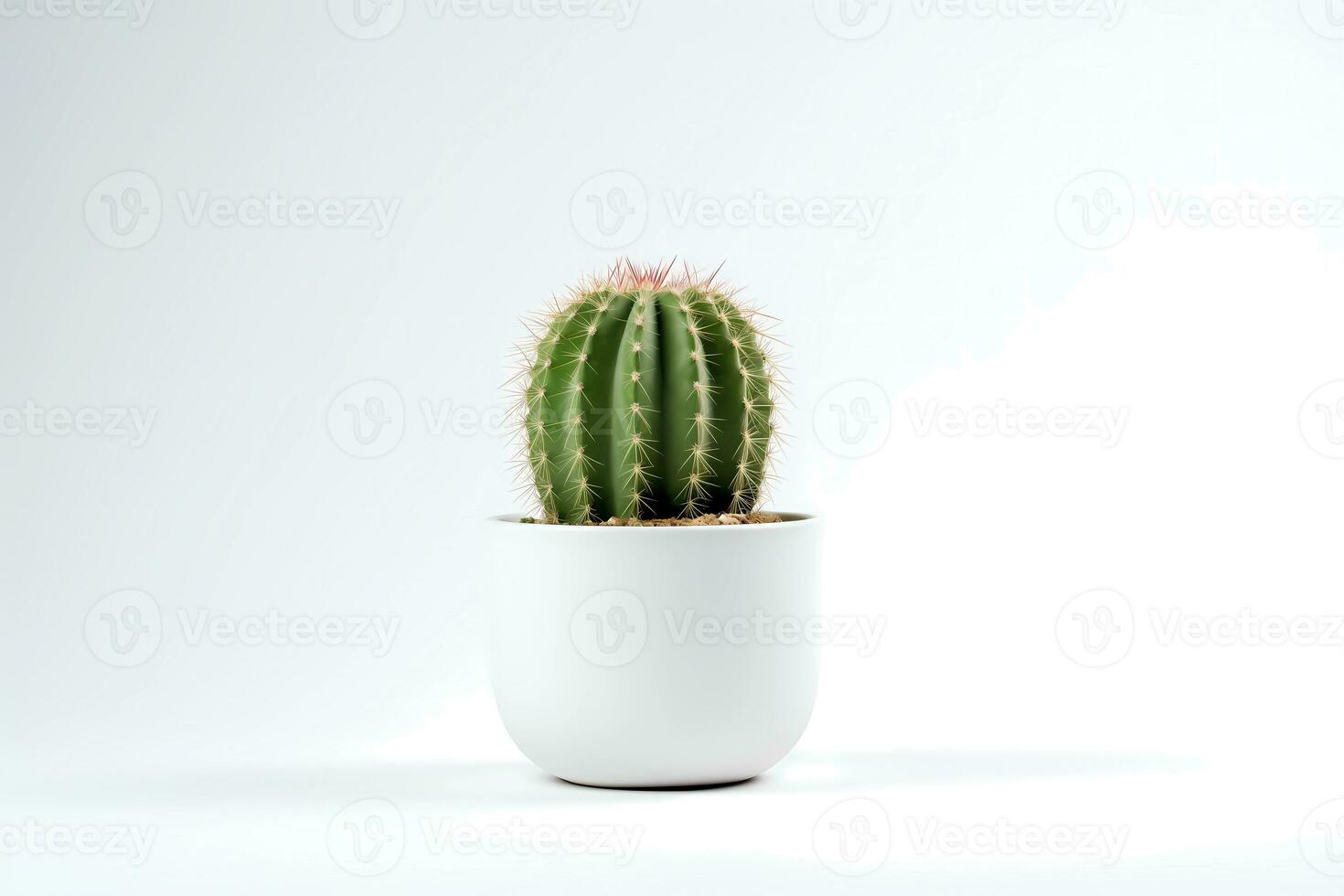 AI generated Front view of Small plant in pot succulents or cactus isolated on white background. Indoor plants. photo