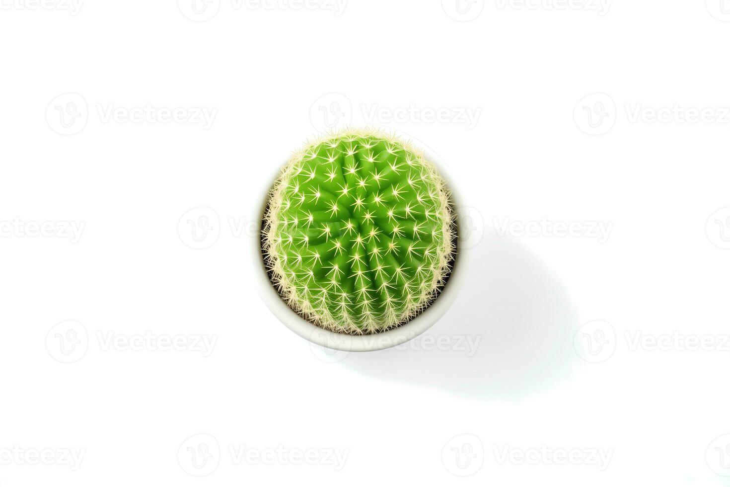 AI generated Top view of Small plant in pot succulents or cactus isolated on white background. Indoor plants. photo