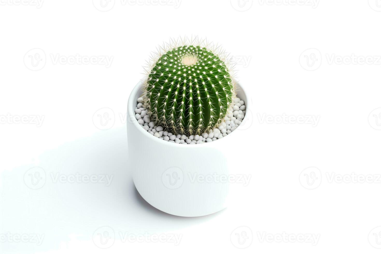AI generated Top view of Small plant in pot succulents or cactus isolated on white background. Indoor plants. photo