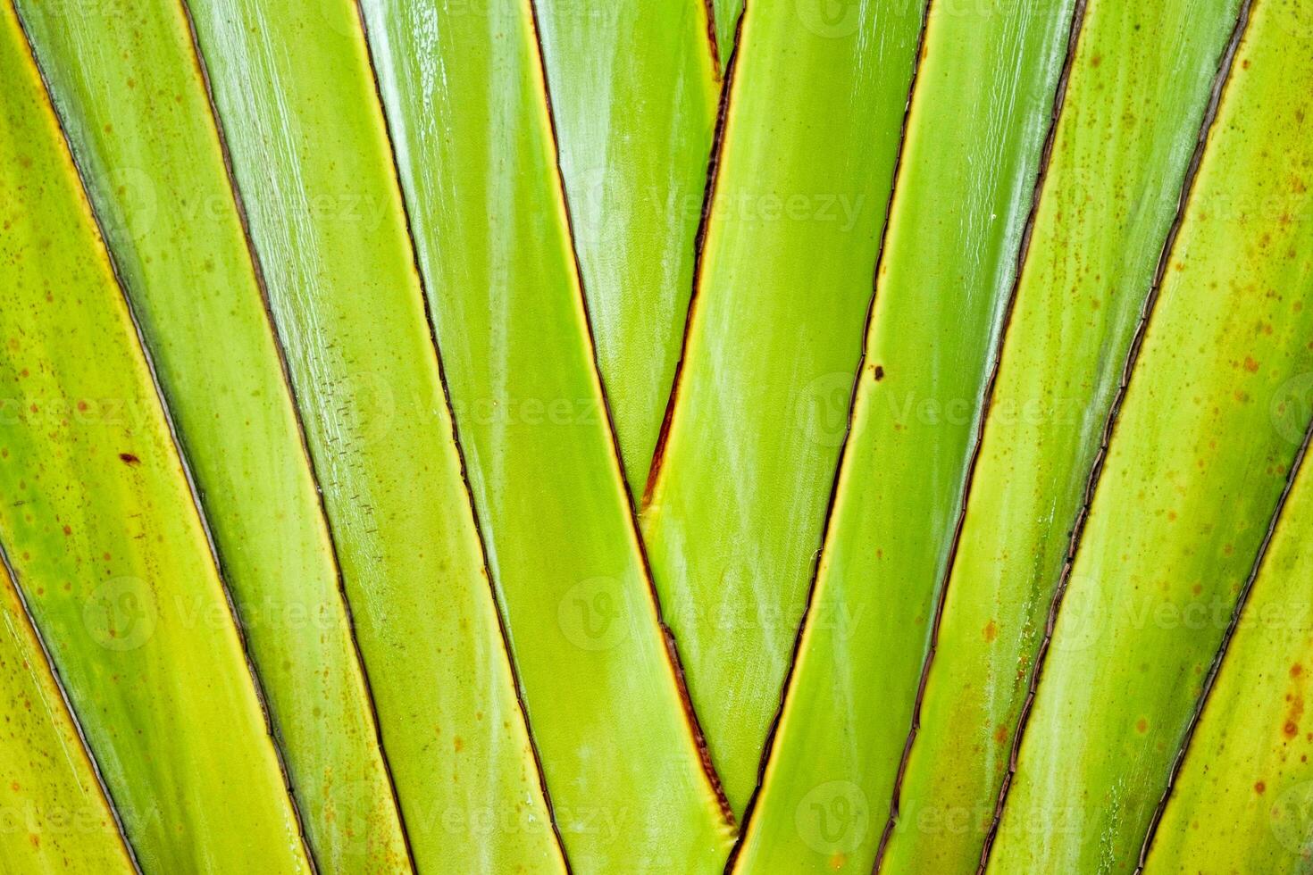 Ravenala madagascariensis, traveller's palm, traveller's tree beautiful natural shape texture photo