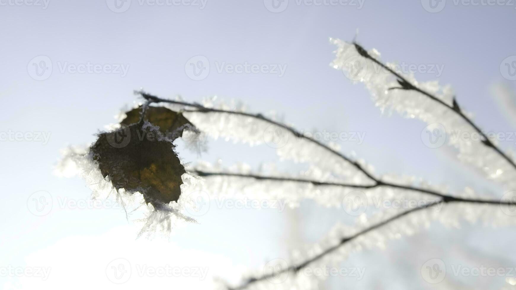 Snowy forest. Creative. Bright white snowy landscapes, where you can see huge snowdrifts, trees covered with frost and frozen dry leaves on them. photo