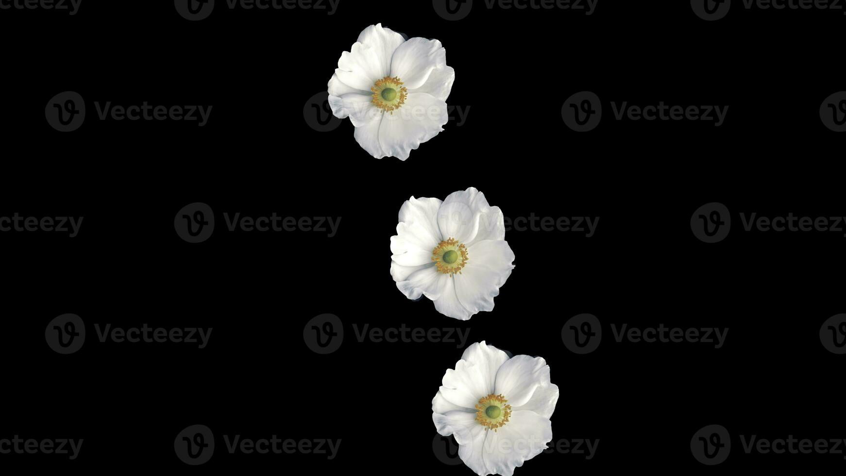 Animation flying of realistic flowers buds on black background. Seamless animation of colorful flower motion graphic with flower background pattern texture photo