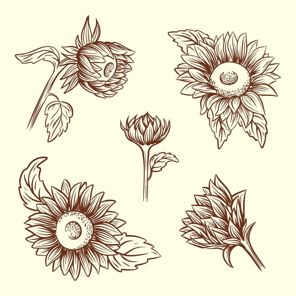 Set of hand drawn sunflowers in sketch style. Outline vector illustration of sunflowers.