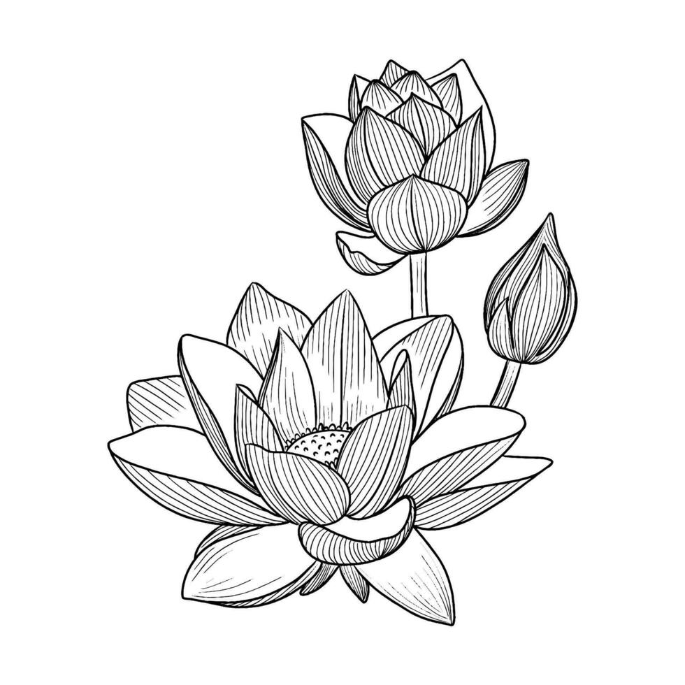Vector illustration of black line hand drawn lotus flower isolated on white background. illustration of a water lily