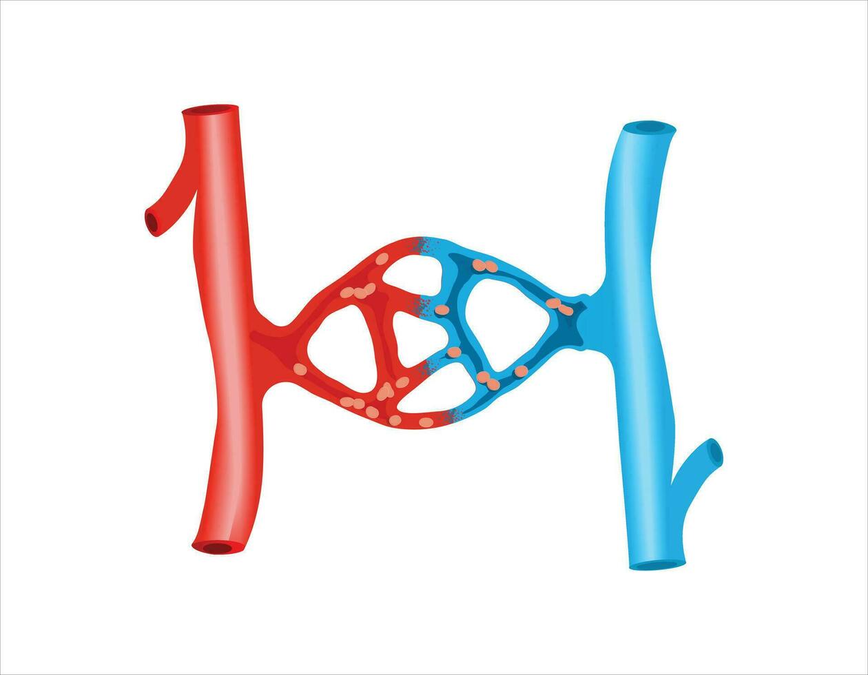Blood vessels scheme with heart and cells flow direction vector illustration