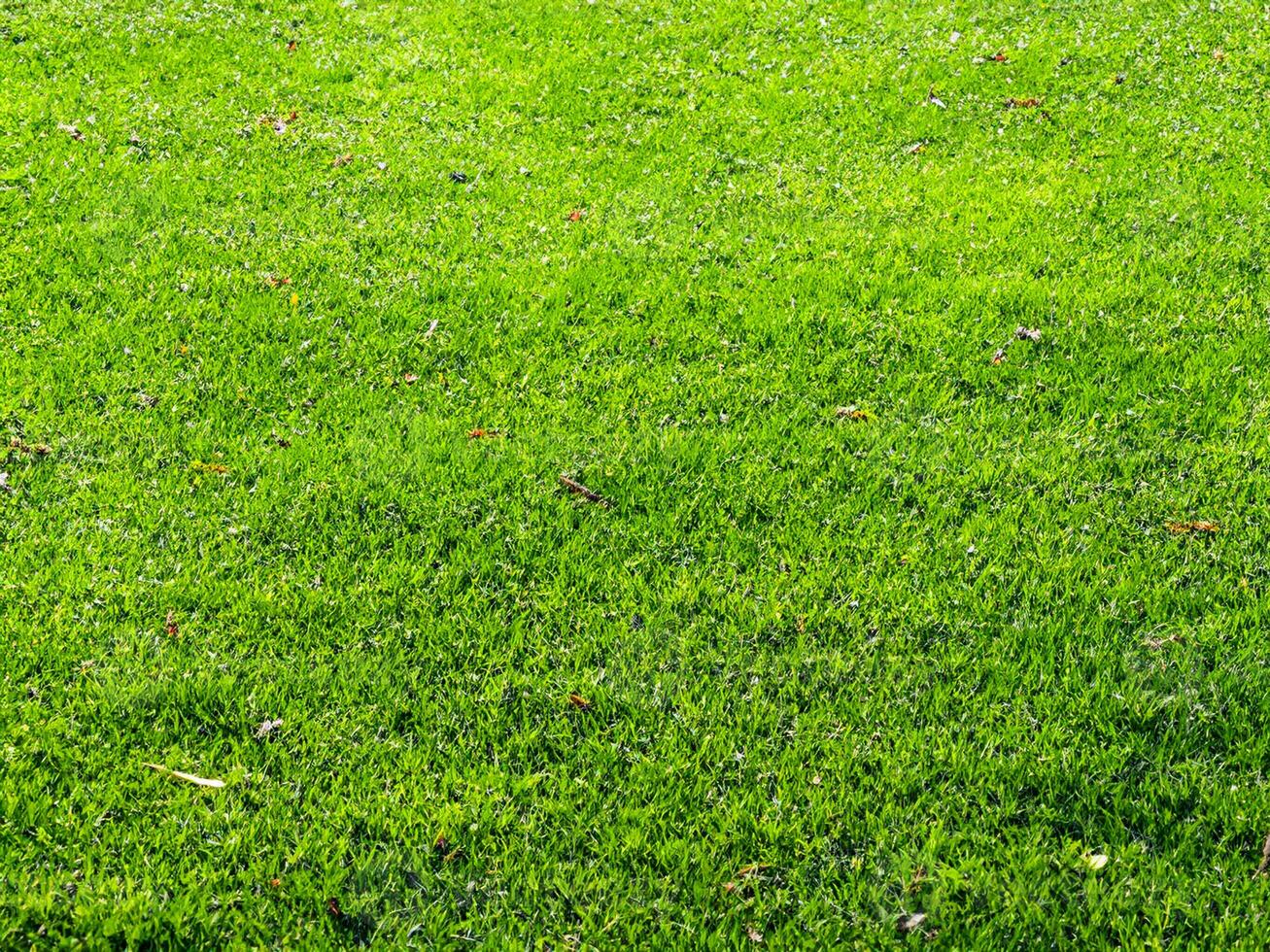 Grass, park field texture green photo