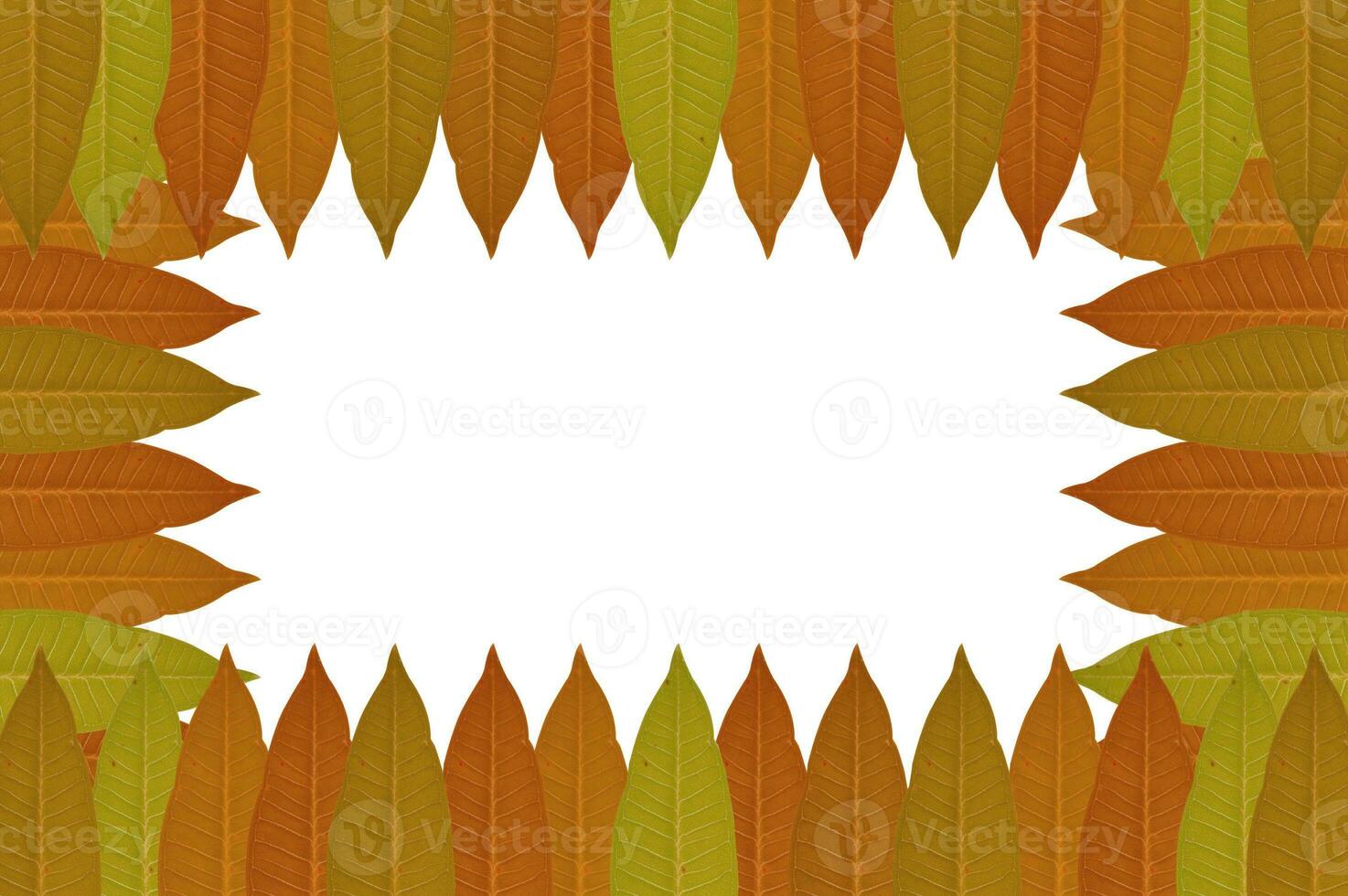 leaf frame on white background photo