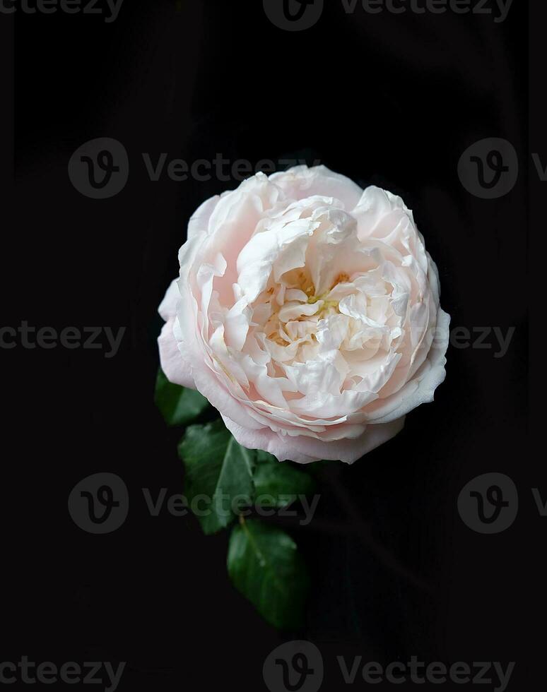 Pastel pink English roses on a black background. photo