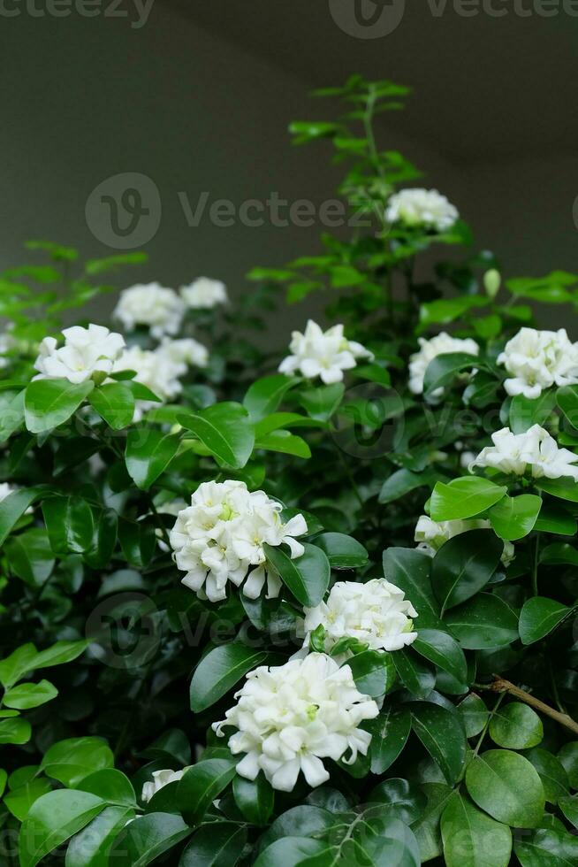 Murraya paniculata flower, commonly known as orange jasmine, orange jessamine, china box or mock orange blooming in the garden. photo
